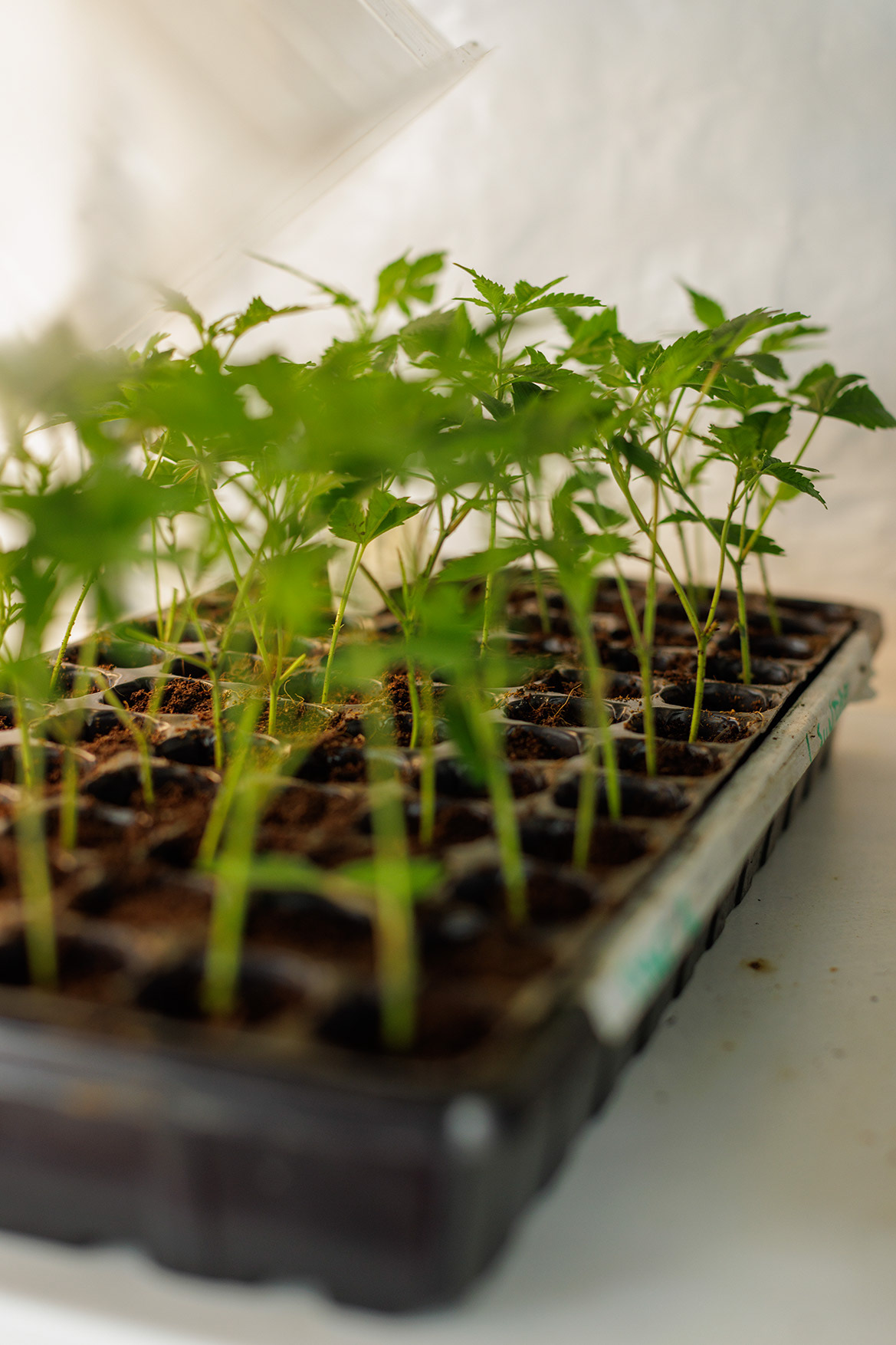 Seedlings en bandeja de propagación